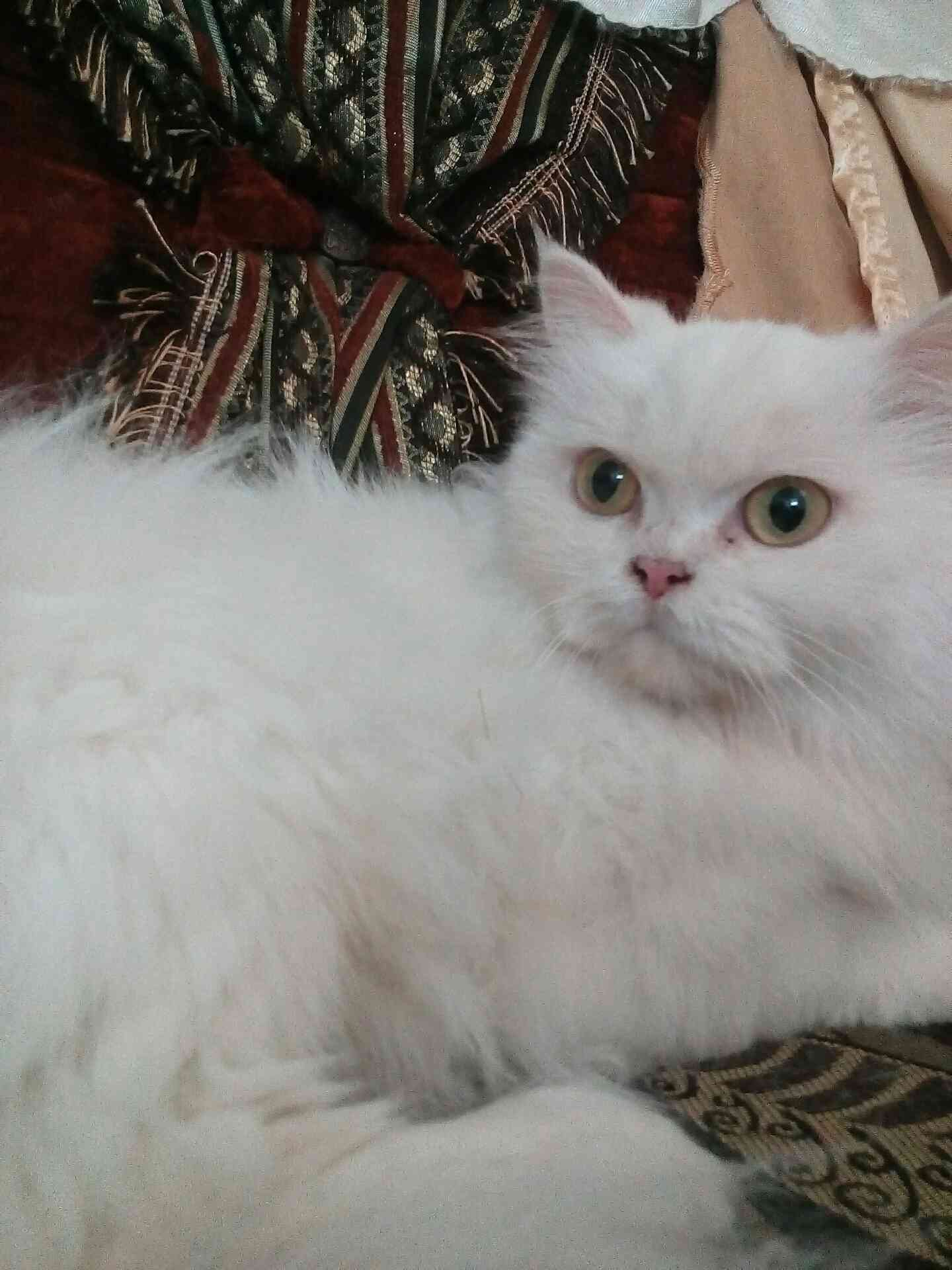للبيع انثه شرازي اصلي عمرها ثمن اشهر                                            


	 				لا تنسَ أنك شاهدت هذا الإعلان في عنكبوت            
	 				
                                ماخضه جميع المطا...