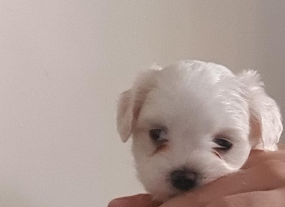 Imported maltese
لا تنسَ أنك شاهدت هذا الإعلان في عنكبوت
Imported Maltese Dogs
The parents h...
