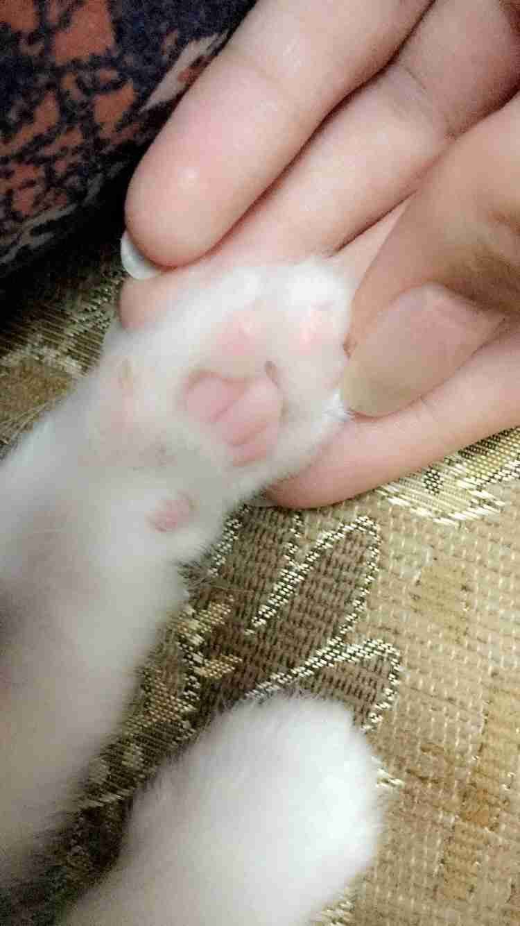 بسة انثى عمر 6 اشهر للبيع
لا تنسَ أنك شاهدت هذا الإعلان في عنكبوت
انثى عمر 6 اشهر و نصف لم تأ...