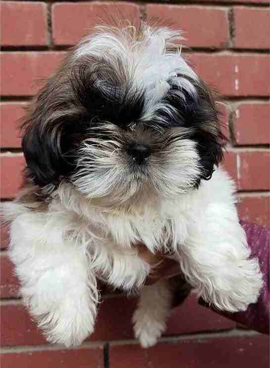 shihtzu puppy imported / تشيتزو مستورد                                            


	 				لا تنسَ أنك شاهدت هذا الإعلان في عنكبوت            
	 				
                            Shih-tzu Puppy For...