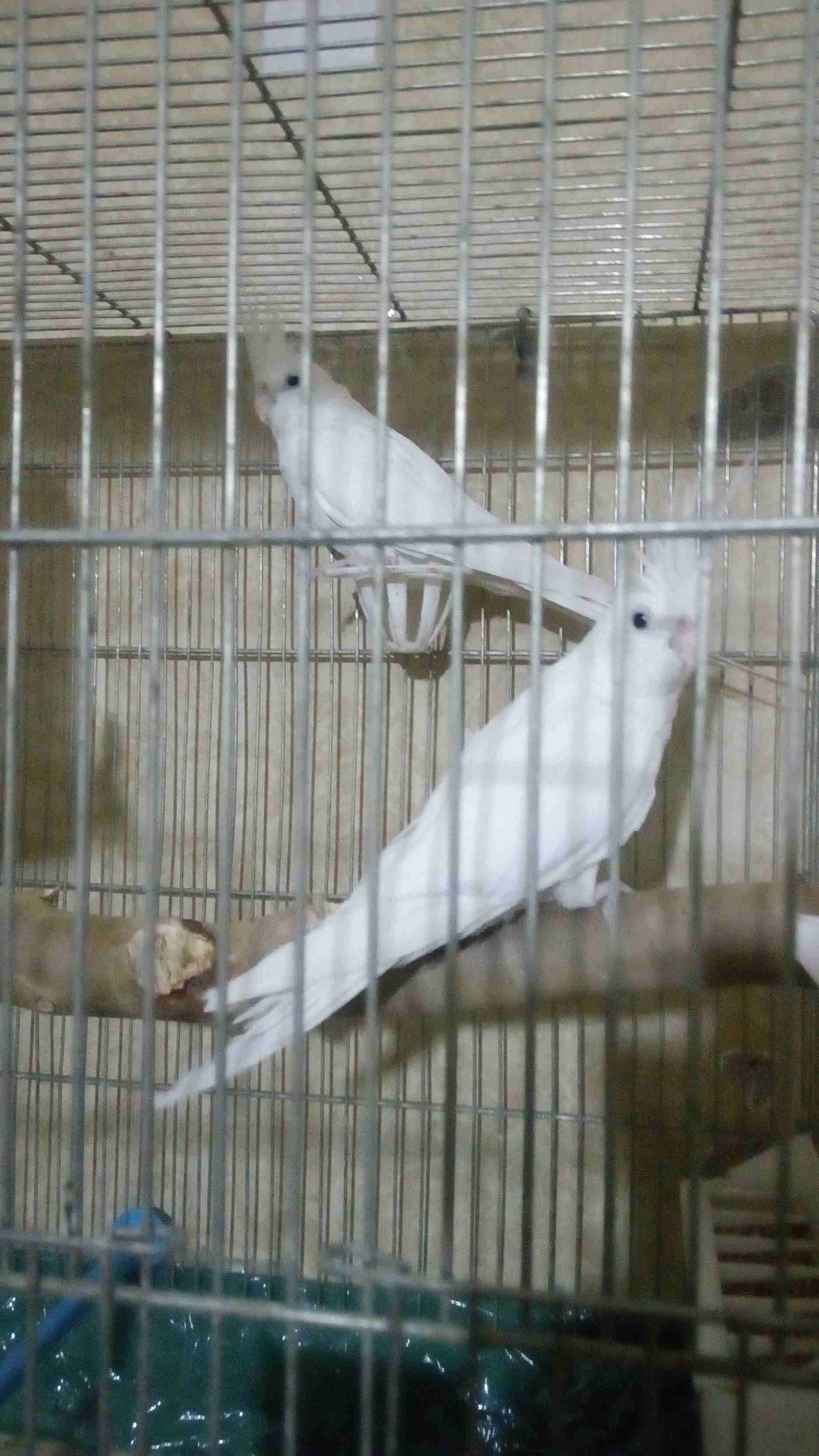 جوز البينو حجم كبير الذكر عين حمره صحه فحص جهزو عش جديد بلدي السعر 150 مش اقل (ما شاء الله)                                            


	 				لا تنسَ أنك شاهدت هذا الإعلان في عنكبوت...