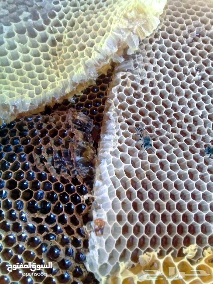 عسل طبيعي بلدي   خلطات علاجية                                            


	 				لا تنسَ أنك شاهدت هذا الإعلان في عنكبوت            
	 				
                                عسل بلدي طبيعي 100% من...