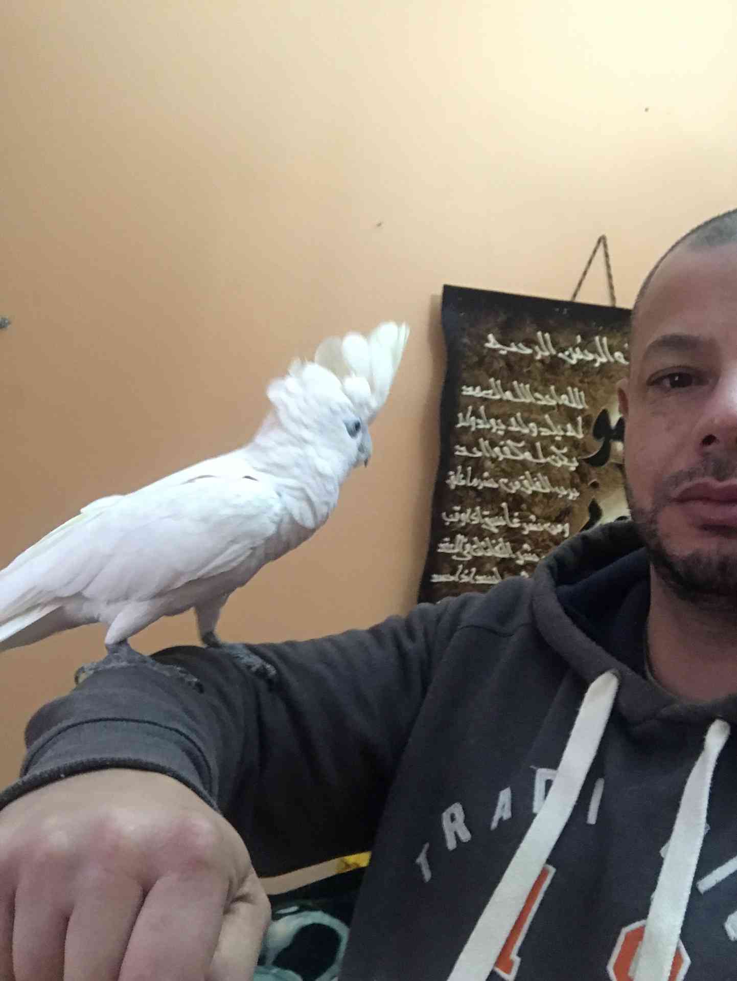 كوكاتو بلوقوفن اليف للبيع 300 دينار
لا تنسَ أنك شاهدت هذا الإعلان في عنكبوت
كوكاتو قوفن اليفه...