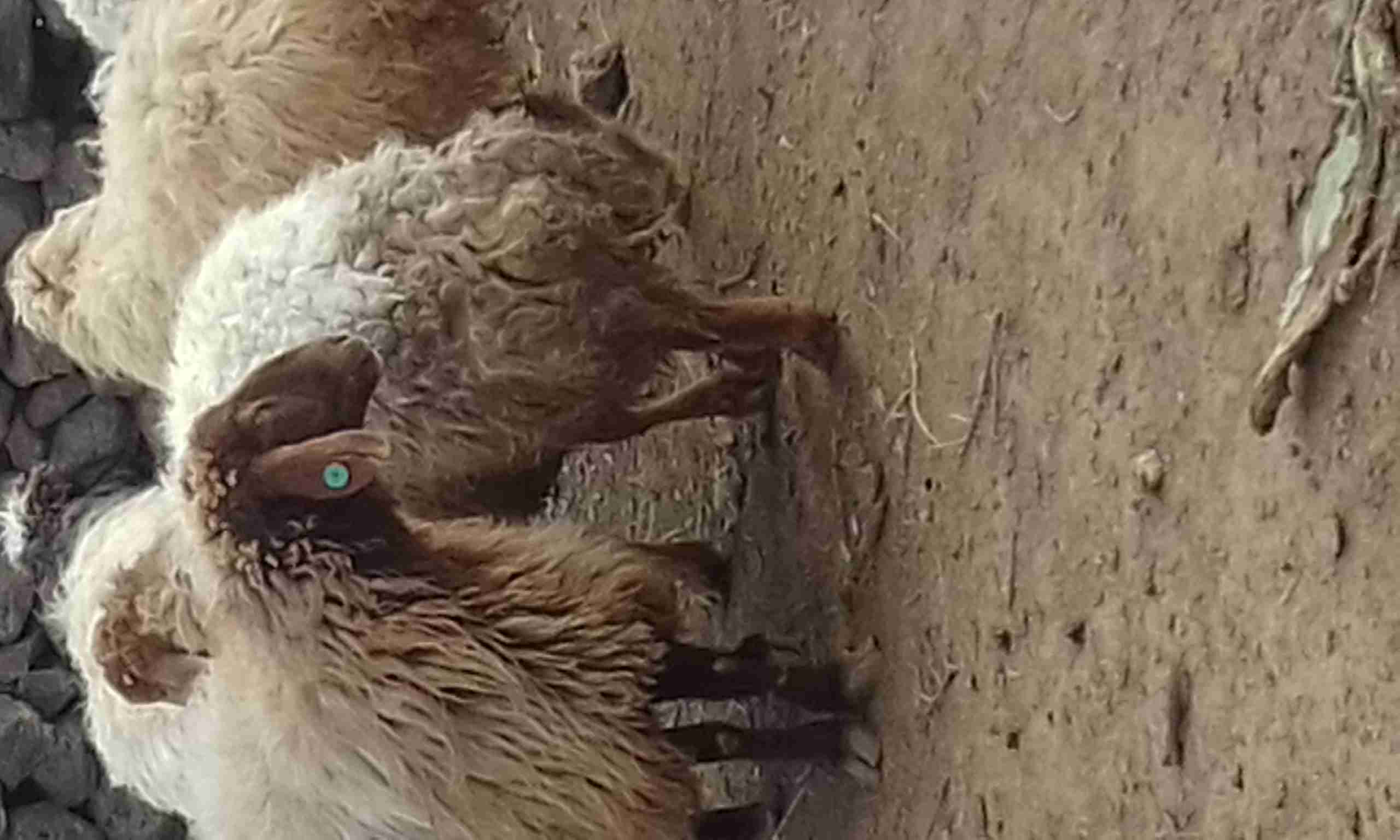 خمس نعاج عخشم الميلاد
لا تنسَ أنك شاهدت هذا الإعلان في عنكبوت
الغنم سن طيب بيهن ثنايا وخماس م...