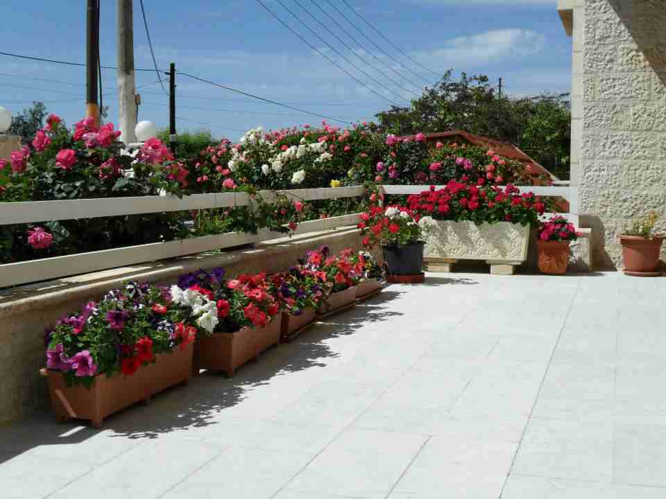 العلاونه لتنسيق الحدائق فلل وقصور 0796516675
لا تنسَ أنك شاهدت هذا الإعلان في عنكبوت
تنسيق حدائق...