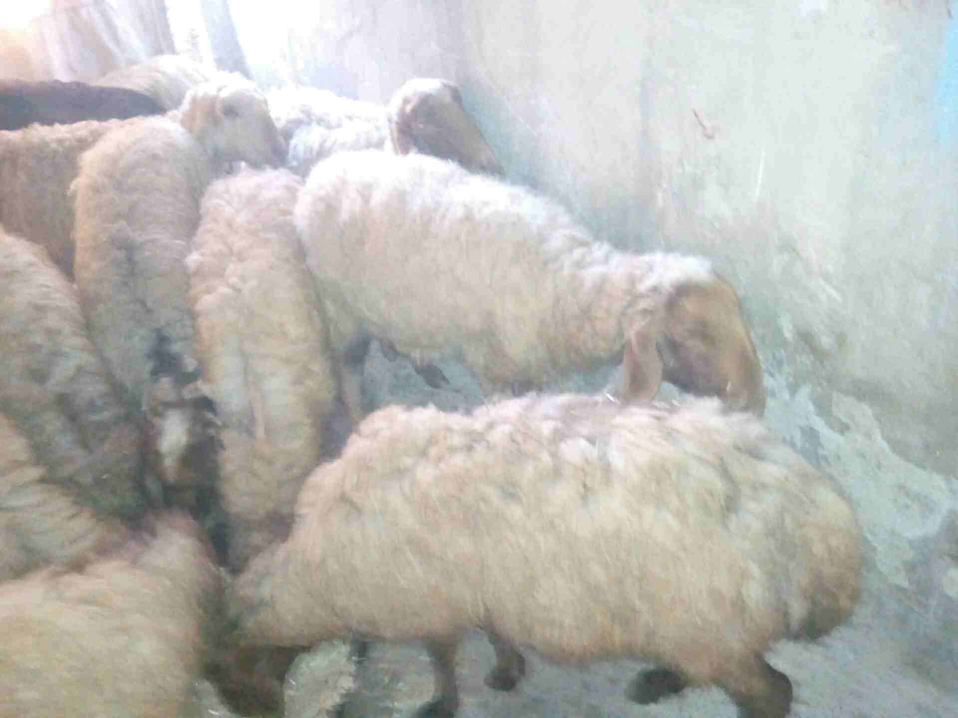 يابلاش عقايق 60 و70 دينار
لا تنسَ أنك شاهدت هذا الإعلان في عنكبوت
نعاج صلاة النبي شغل عقايق سن ان...