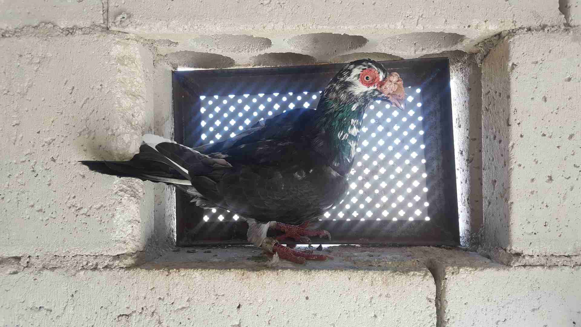 جواز للبيع او للبدل
لا تنسَ أنك شاهدت هذا الإعلان في عنكبوت
جوز مساويد سود بطردن على بيض
جوز كشا...