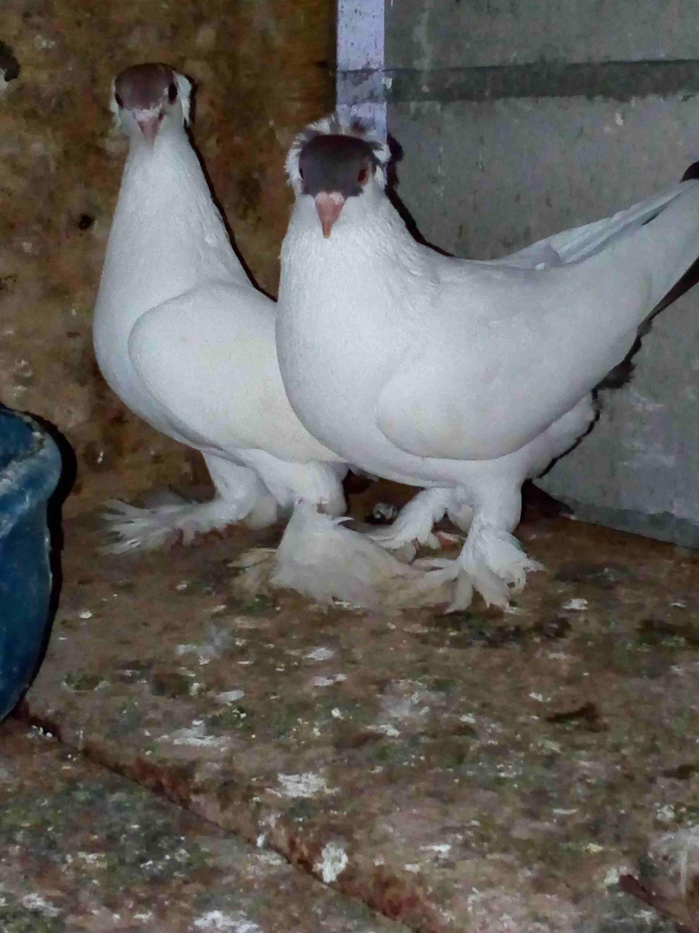 جوز للبيع 20 د .........                                            


	 				لا تنسَ أنك شاهدت هذا الإعلان في عنكبوت            
	 				
                            جوز للبيع ...............