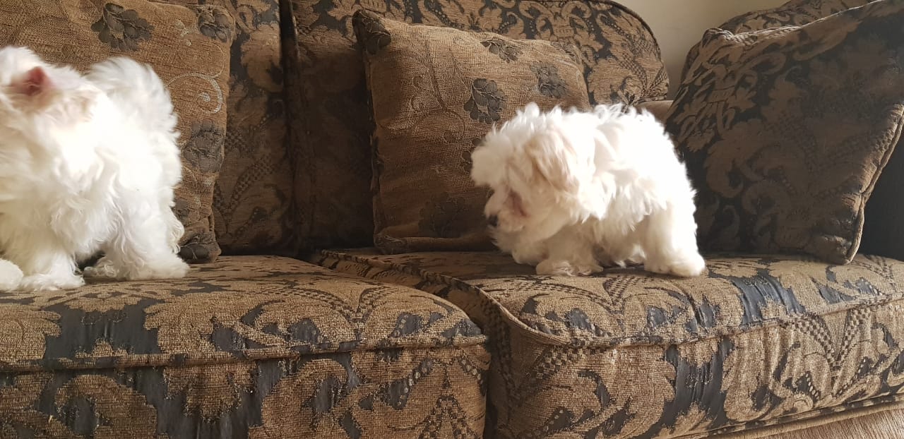 Imported maltese
لا تنسَ أنك شاهدت هذا الإعلان في عنكبوت
Imported Maltese Dogs
The parents h...