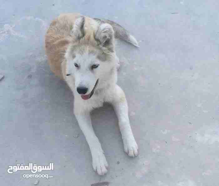 كلب هاسكي للبيع
لا تنسَ أنك شاهدت هذا الإعلان في عنكبوت
كلب هاسكي للبيع لعوب ومابعض ومعاه الكرت ا...