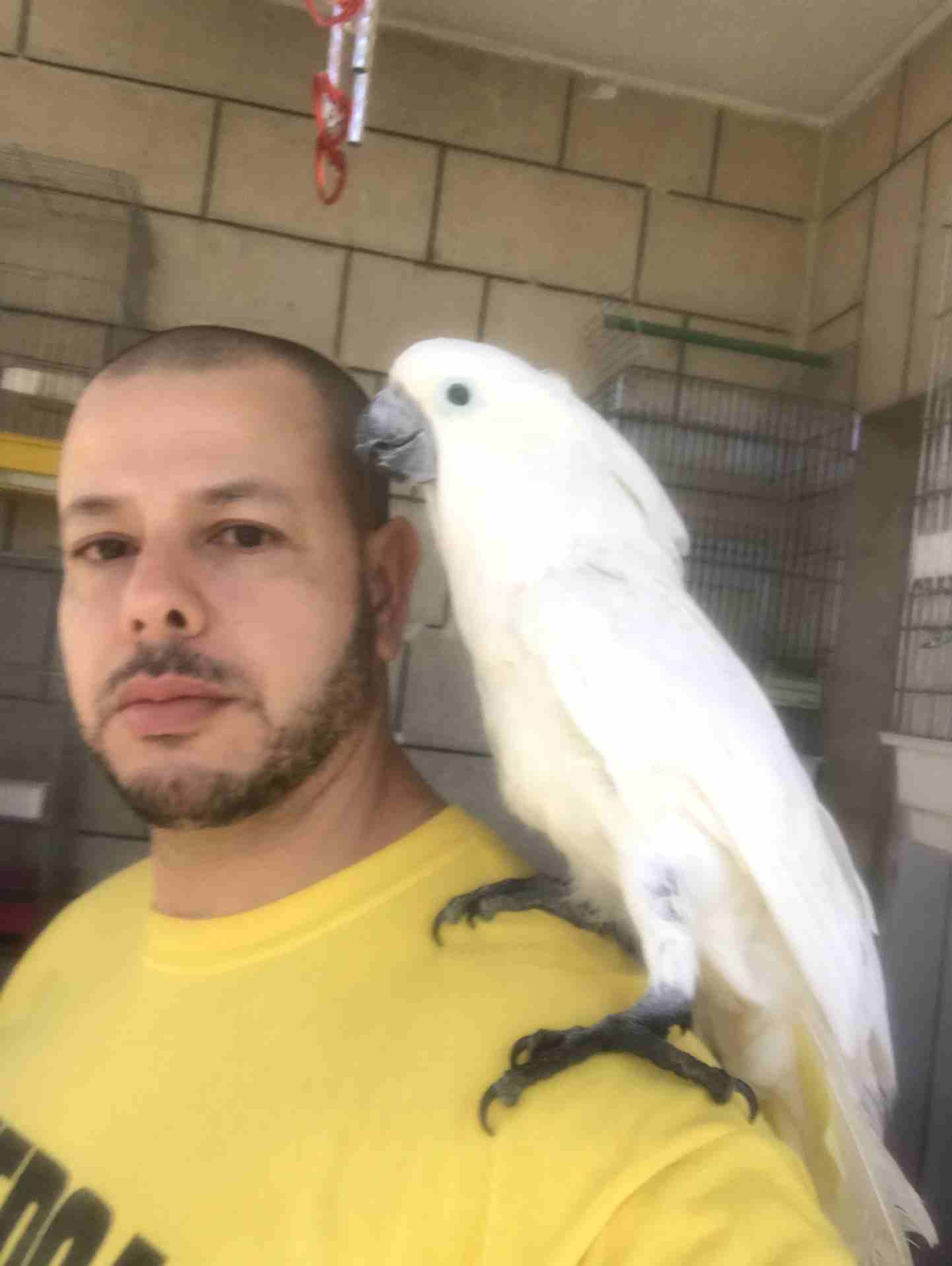 خبير طيور المعاكيف ابو ايهم
لا تنسَ أنك شاهدت هذا الإعلان في عنكبوت
بيع شراء تبديل ترويض علاج ق...