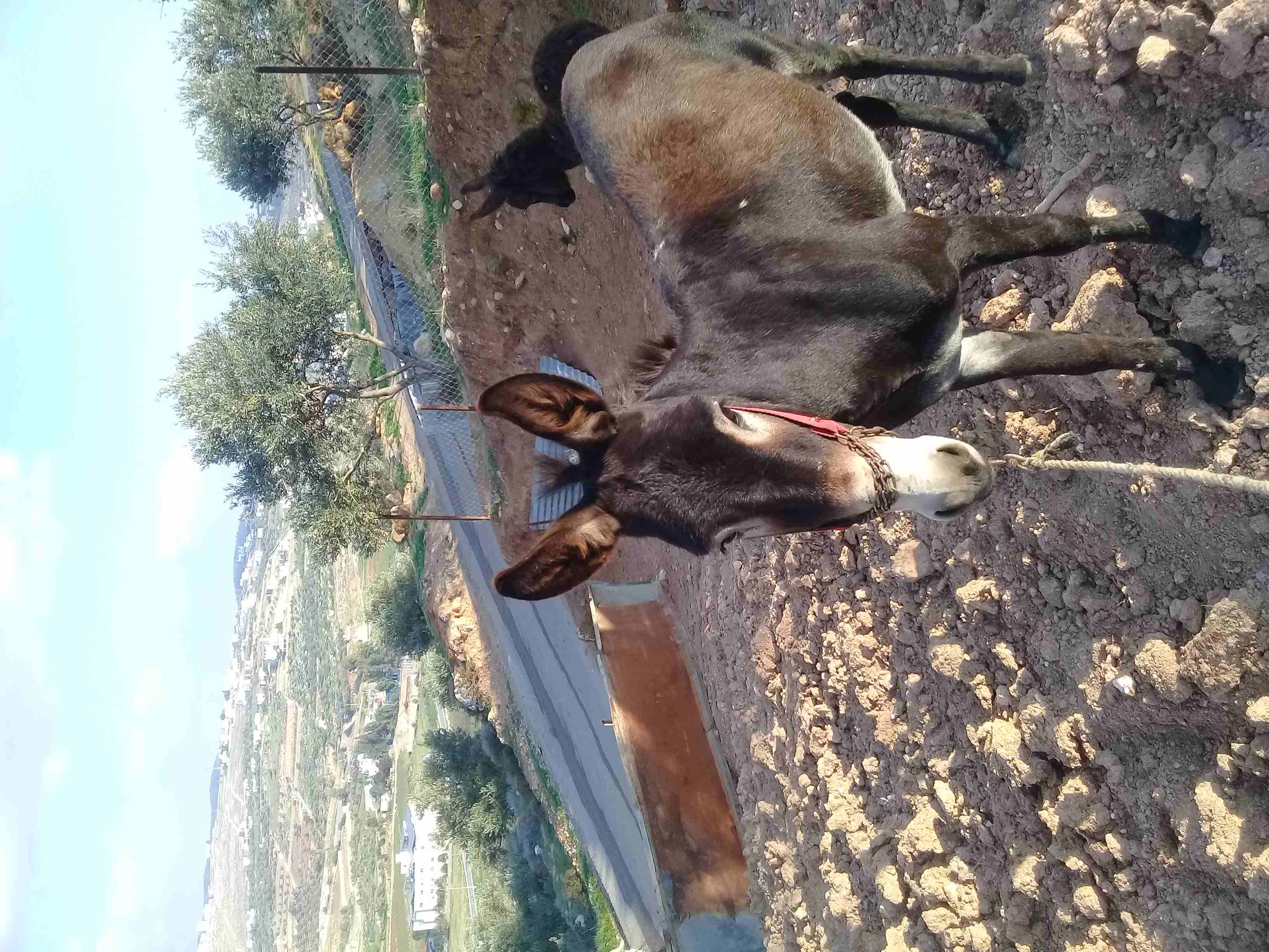 حماره وابنها للبيع                                            


	 				لا تنسَ أنك شاهدت هذا الإعلان في عنكبوت            
	 				
                            حماره للبيع مع ابنها...