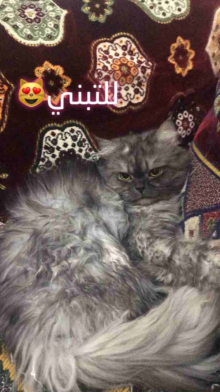 قط للتبني                                            


	 				لا تنسَ أنك شاهدت هذا الإعلان في عنكبوت            
	 				
                            النوع: شيرازي هاف فيس 
اللون : رمادي 
الجنس : ذ...