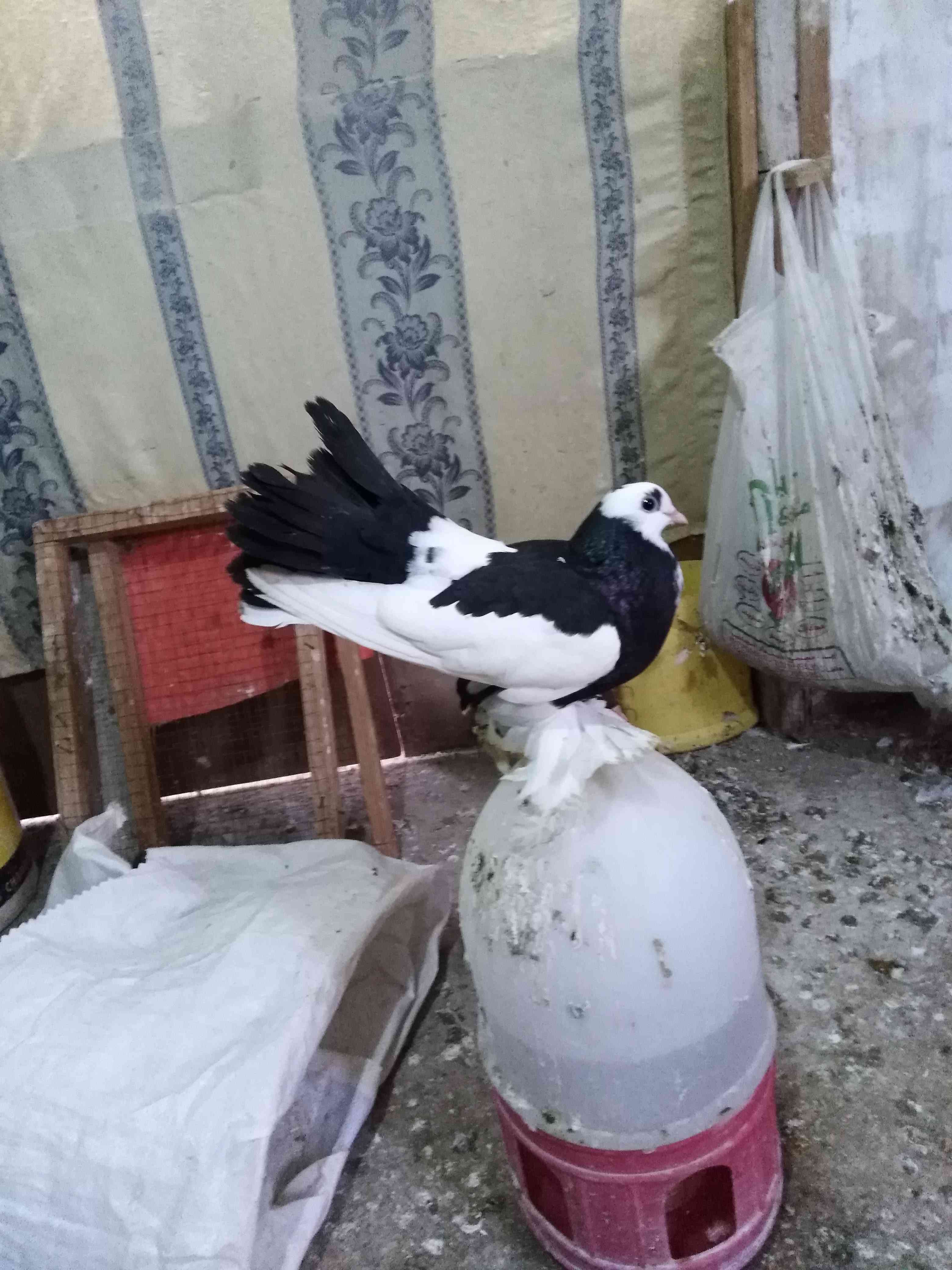 جوز سعودي وذكر منفاخ قلم وحبتين                                            


	 				لا تنسَ أنك شاهدت هذا الإعلان في عنكبوت            
	 				
                                ماشاء الله كفالة شغل...