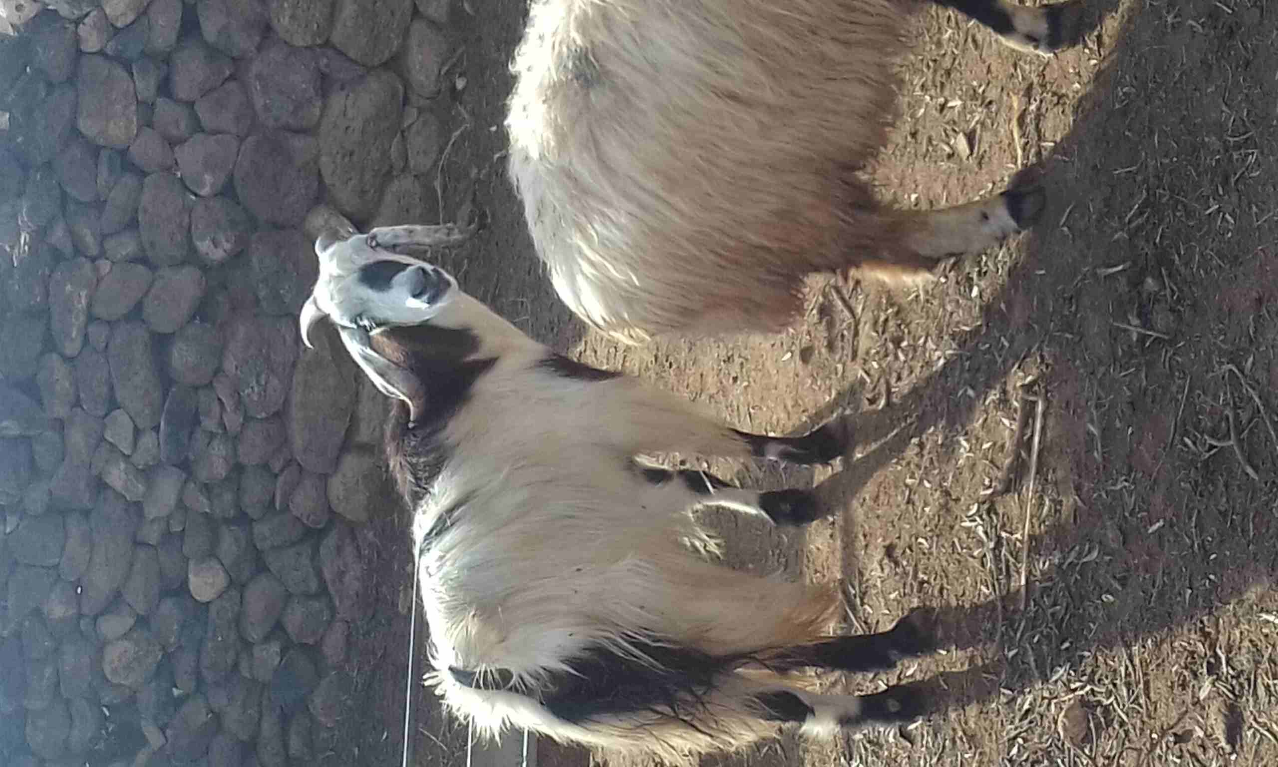 عنز لحم نحب نخب
لا تنسَ أنك شاهدت هذا الإعلان في عنكبوت
السن خماس لحم طيب تقريبا 22 كيلو صافي وعز...