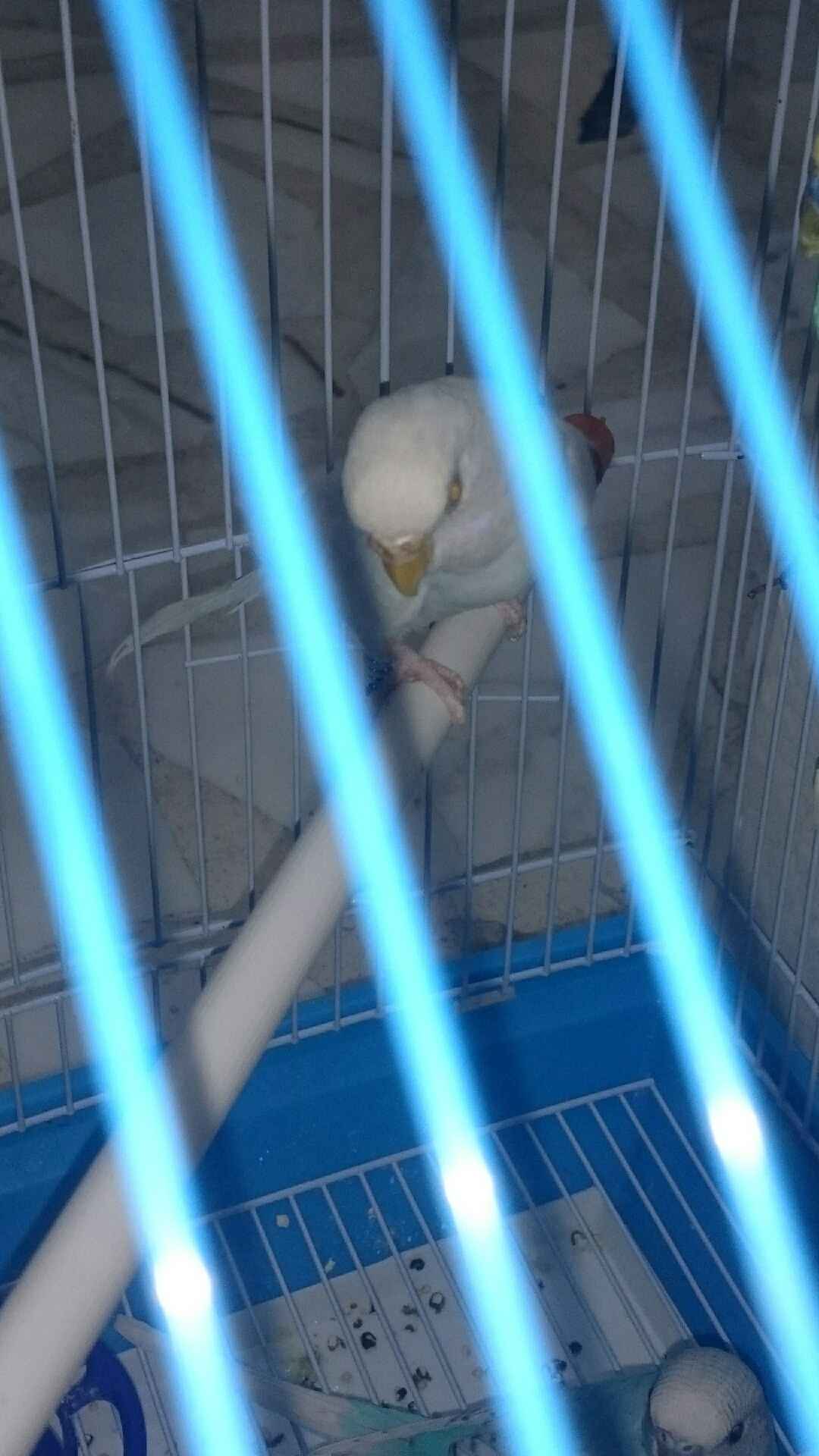 جوز مع فراخ و بيض                                            


	 				لا تنسَ أنك شاهدت هذا الإعلان في عنكبوت            
	 				
                                جوز حب مع 4 فراخ مفطومات و اليوم با...