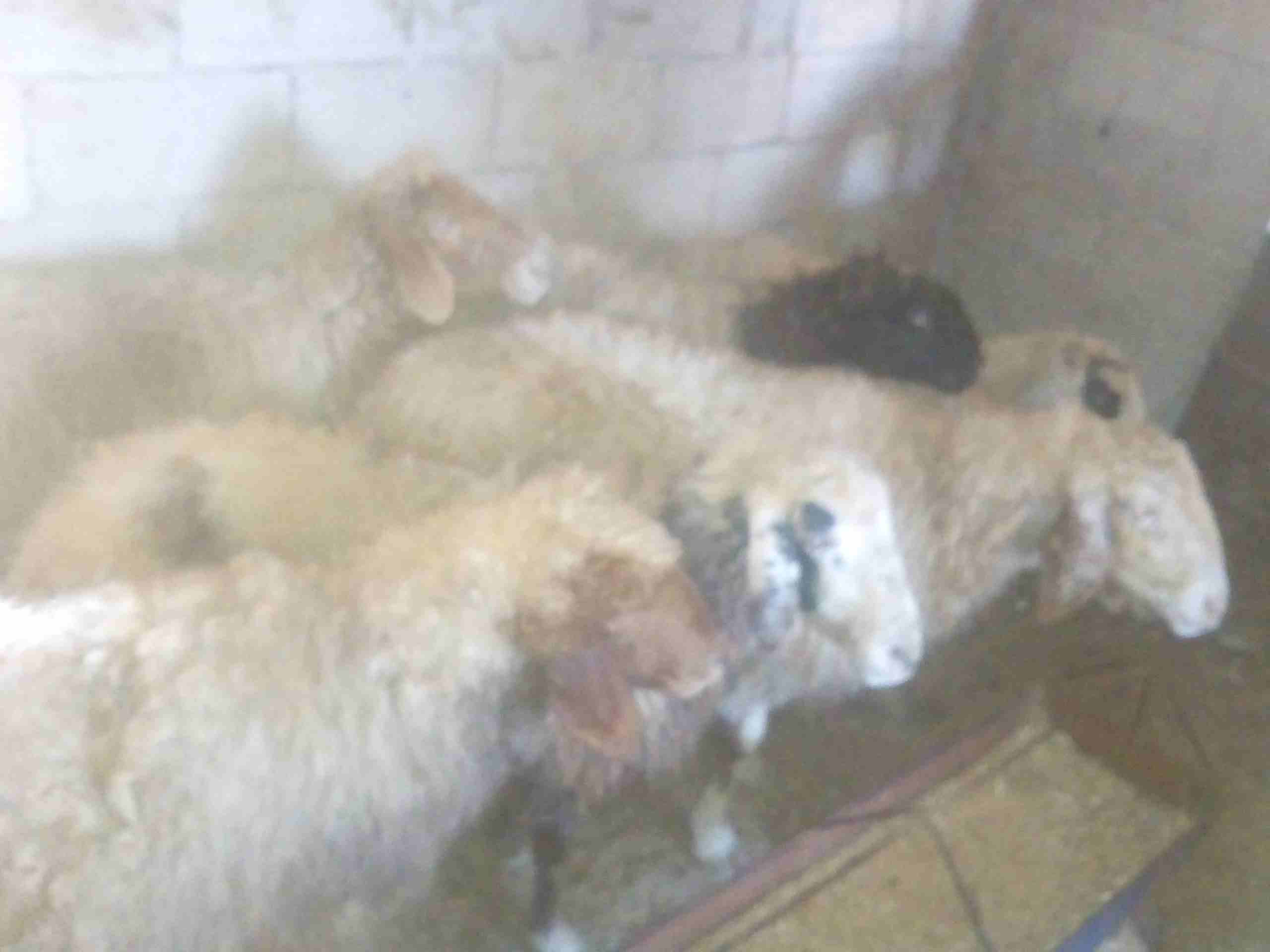 سبع نعجات سن صغير للبيع                                            


	 				لا تنسَ أنك شاهدت هذا الإعلان في عنكبوت            
	 				
                            النعاج سن صغير واعشار من ثلاث اشه...