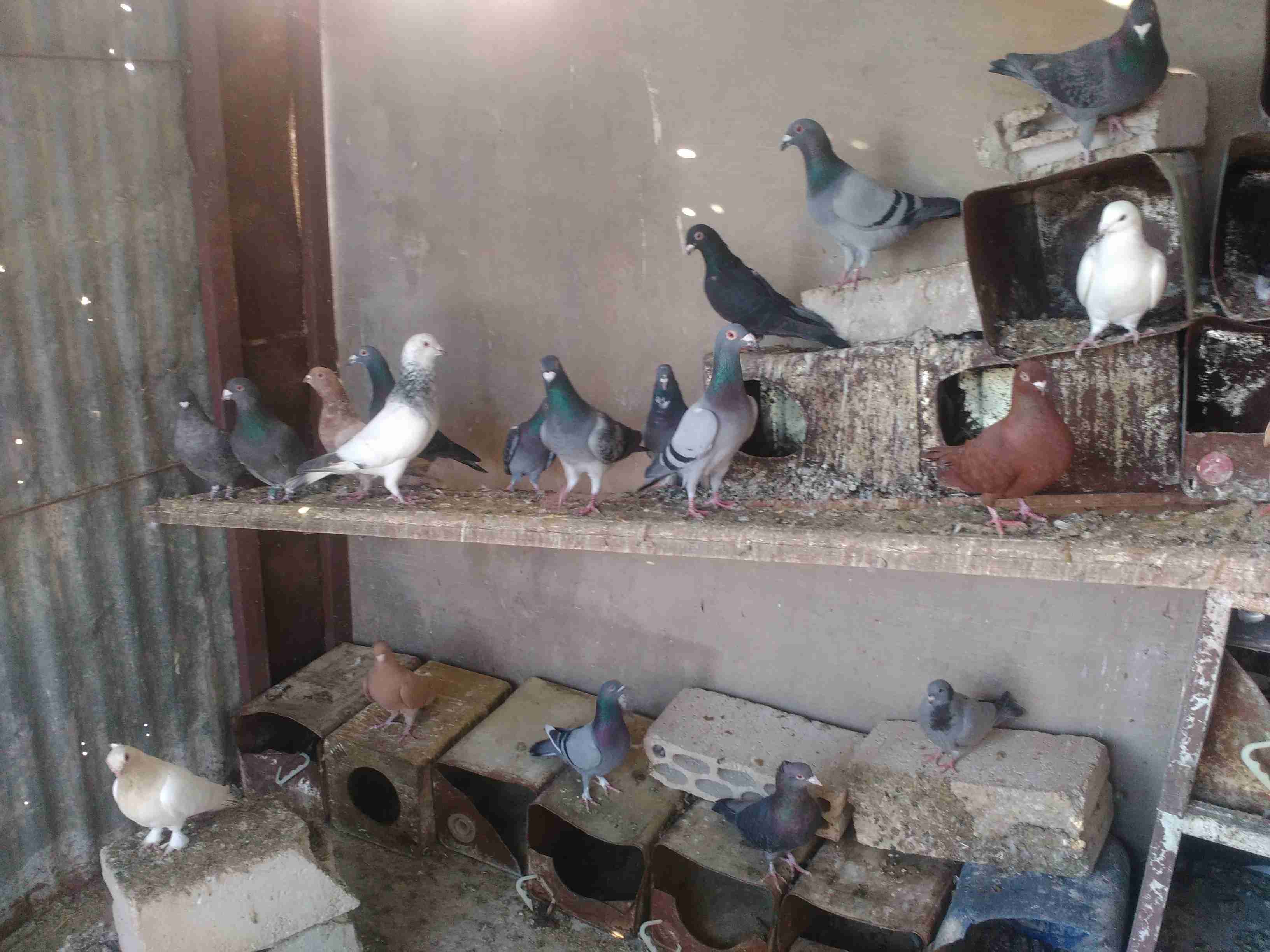 حمام اجنبي بصلاه ع نبي كله شغال                                            


	 				لا تنسَ أنك شاهدت هذا الإعلان في عنكبوت            
	 				
                                مايقارب 40جوز...