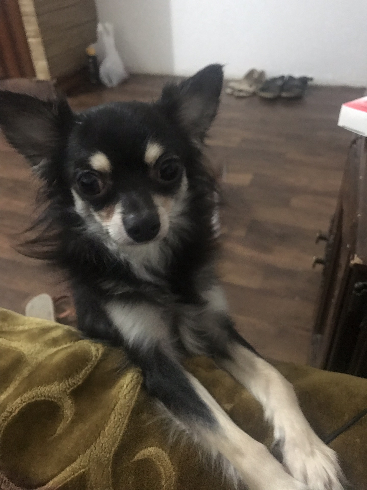 chihuahua black and tan male
لا تنسَ أنك شاهدت هذا الإعلان في عنكبوت
Long coat chihuahua male...