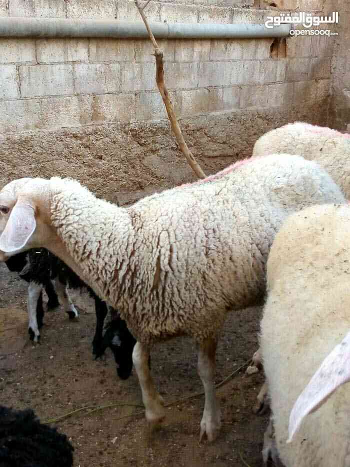 خروف عساف اسرايلي.مخلاع
لا تنسَ أنك شاهدت هذا الإعلان في عنكبوت
خروف اسرايلي عمر سنه كفاله با...