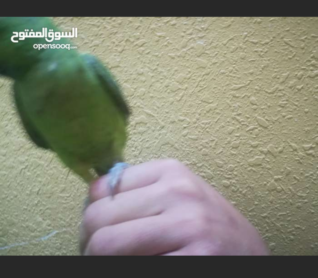 للبدل للبيع
لا تنسَ أنك شاهدت هذا الإعلان في عنكبوت
جوز كوكتيل تحتو اربع بيضات
دره اليف7اشهر
بند...