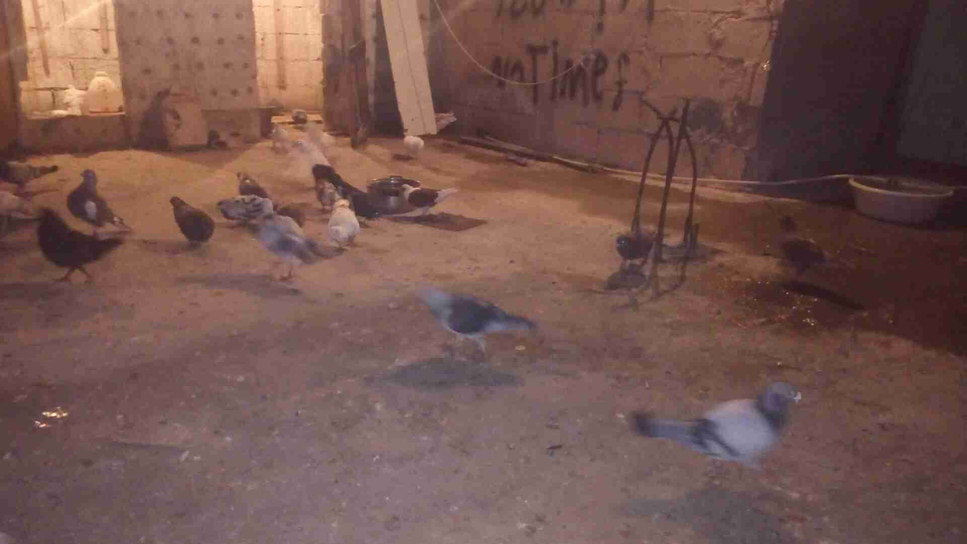 33 طير حمام ب 60دينار
لا تنسَ أنك شاهدت هذا الإعلان في عنكبوت
33 طير حمام ب 60 دينار للبيع 07...