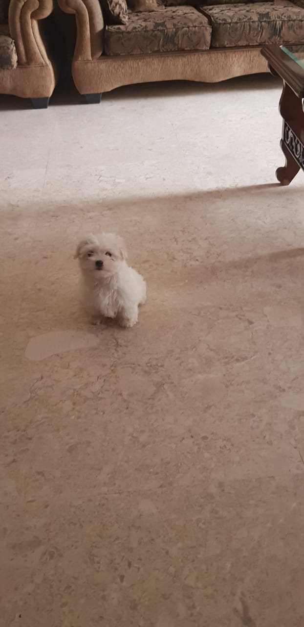 Imported maltese
لا تنسَ أنك شاهدت هذا الإعلان في عنكبوت
Imported Maltese Dogs
The parents h...