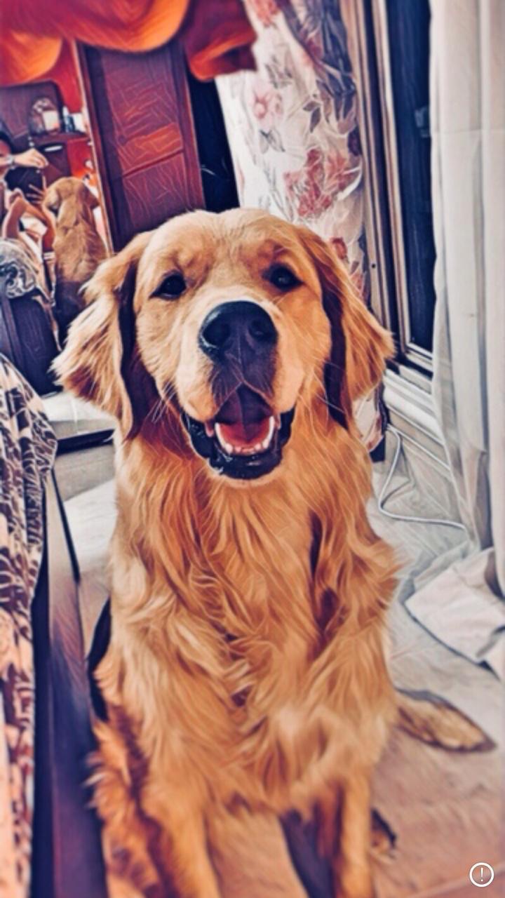 golden retriever                                            


	 				لا تنسَ أنك شاهدت هذا الإعلان في عنكبوت            
	 				
                                Male 
45 days
Vaccianted...