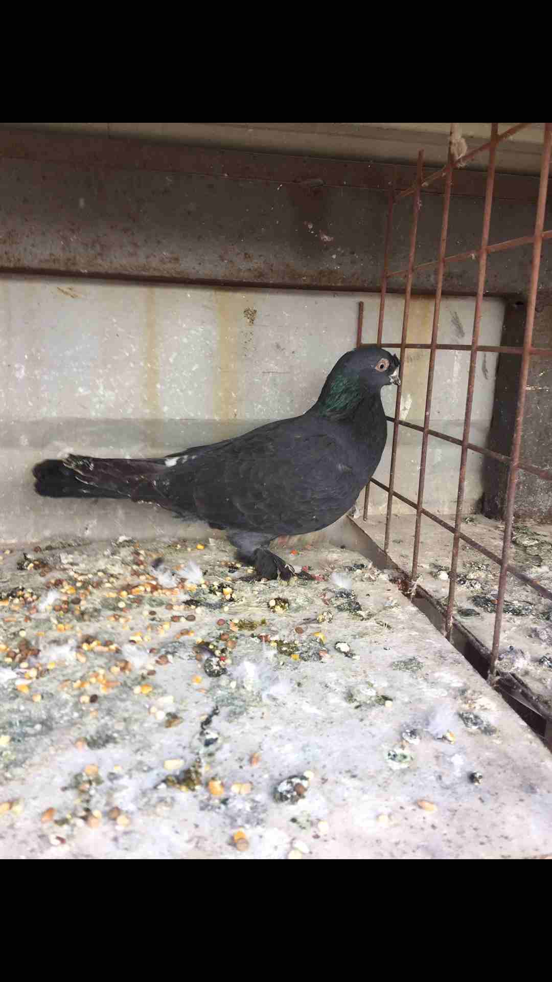 9 طيور كش بسعر مغري                                            


	 				لا تنسَ أنك شاهدت هذا الإعلان في عنكبوت            
	 				
                            الطيور كش كلهم فحول 
عدد 9 للبيع كلهم...