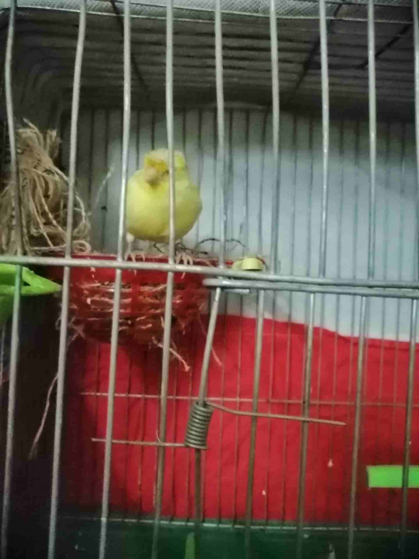 جوز ميزوك
لا تنسَ أنك شاهدت هذا الإعلان في عنكبوت
ذكر ميزوك اصفر مع ابيض زي نار
مع انثَي جزري مقن...