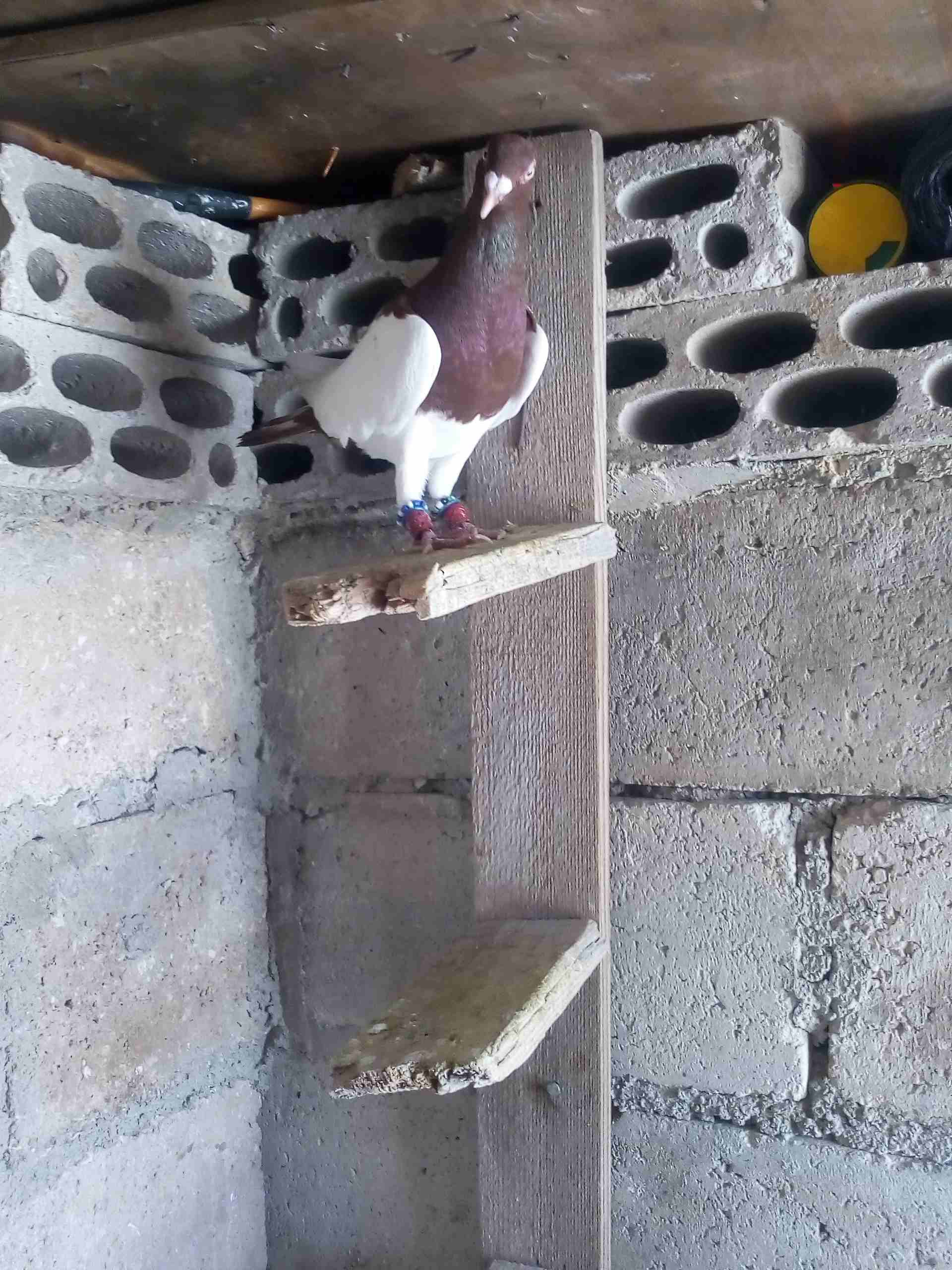 حمام صوريخ طايره بمليح بعد مادبا كش بيديك
لا تنسَ أنك شاهدت هذا الإعلان في عنكبوت
حمام زي مابدك س...