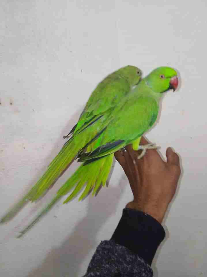 جوز ببغاء دره بلدي منقار احمر حبات ضخمه
لا تنسَ أنك شاهدت هذا الإعلان في عنكبوت
بسم الله ماشاءالل...