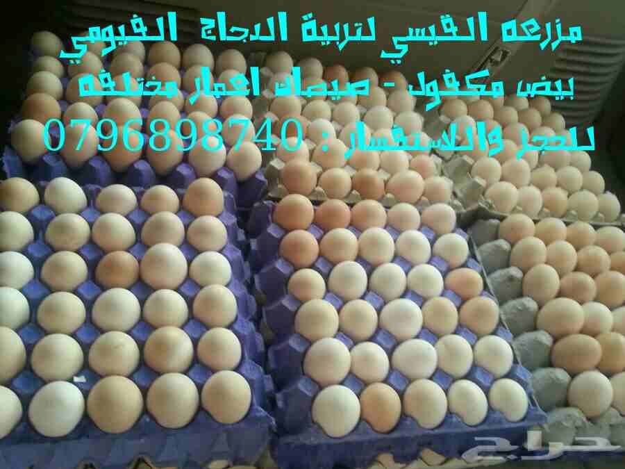 بيض فيومي مخصب من مزرعه القيسي                                            


	 				لا تنسَ أنك شاهدت هذا الإعلان في عنكبوت            
	 				
                            متوفر بإذن الله بيض دجاج ف...