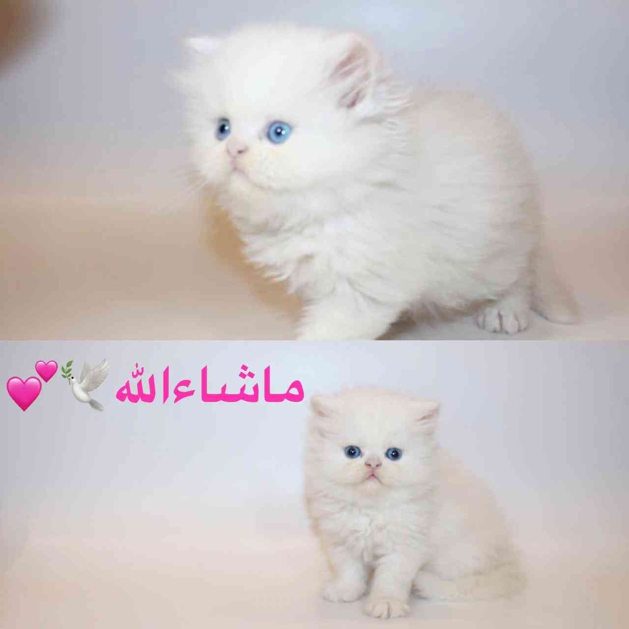 كتن بيرشن هاف بيكي                                            


	 				لا تنسَ أنك شاهدت هذا الإعلان في عنكبوت            
	 				
                                *ماشاءالله تبارك الله*
.
.
 بسم ال...