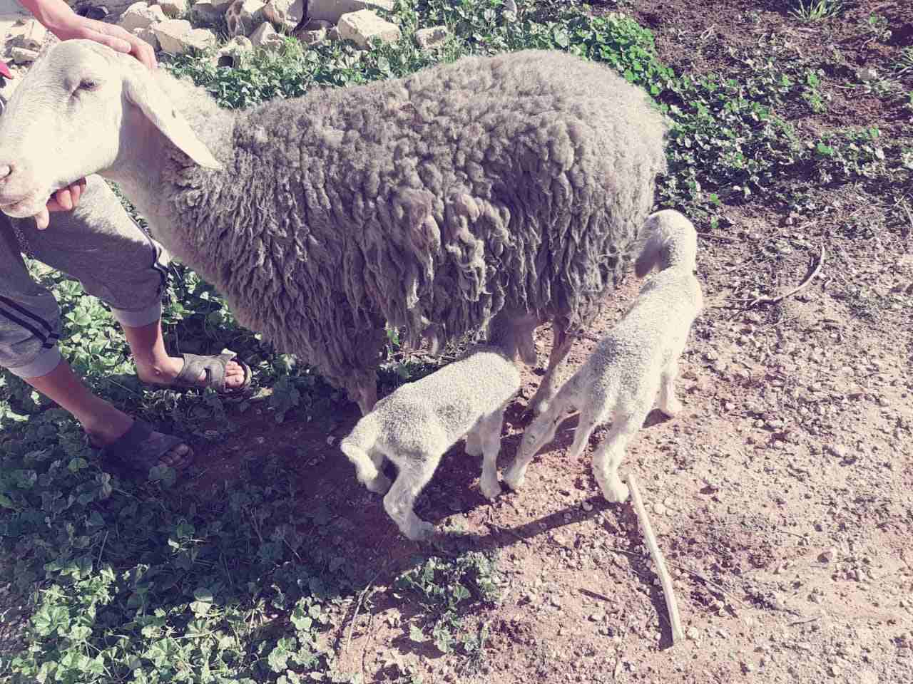 نعاج عساف اصلي للبيع او للبدل عل باص)(انا مجرد ناشر لا اتابع تعليقات)
لا تنسَ أنك شاهدت هذا الإعلان في عنكبوت...