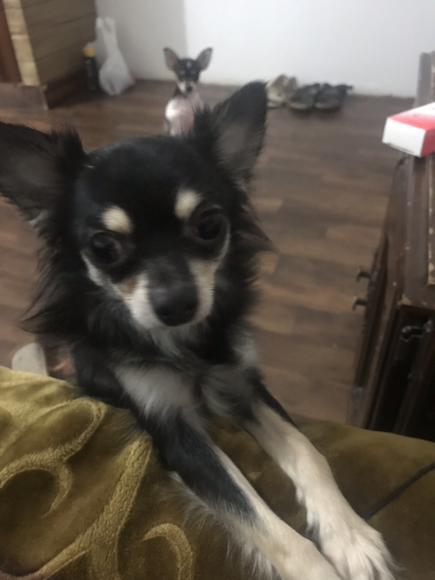 chihuahua black and tan male                                            


	 				لا تنسَ أنك شاهدت هذا الإعلان في عنكبوت            
	 				
                                Long coat chihuahua male...
