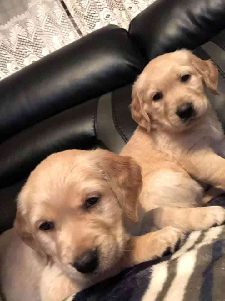 قولدين ريتريفر / golden retriever                                            


	 				لا تنسَ أنك شاهدت هذا الإعلان في عنكبوت            
	 				
                                جراوه جولدين ريتريف...