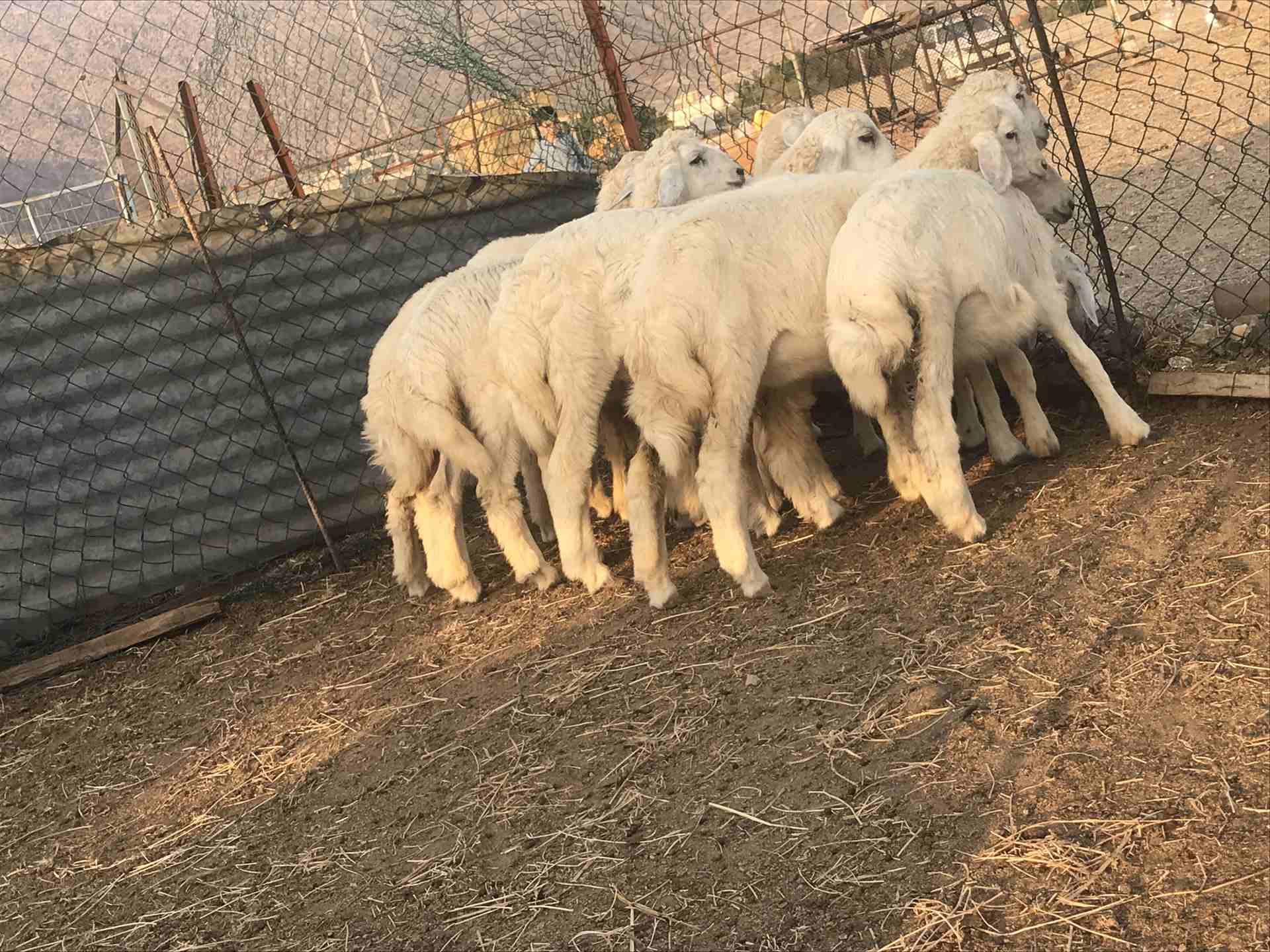 للبيع رخال ذبائح شي طيب
لا تنسَ أنك شاهدت هذا الإعلان في عنكبوت
السلام عليكم ورحمه الله وبركاته...