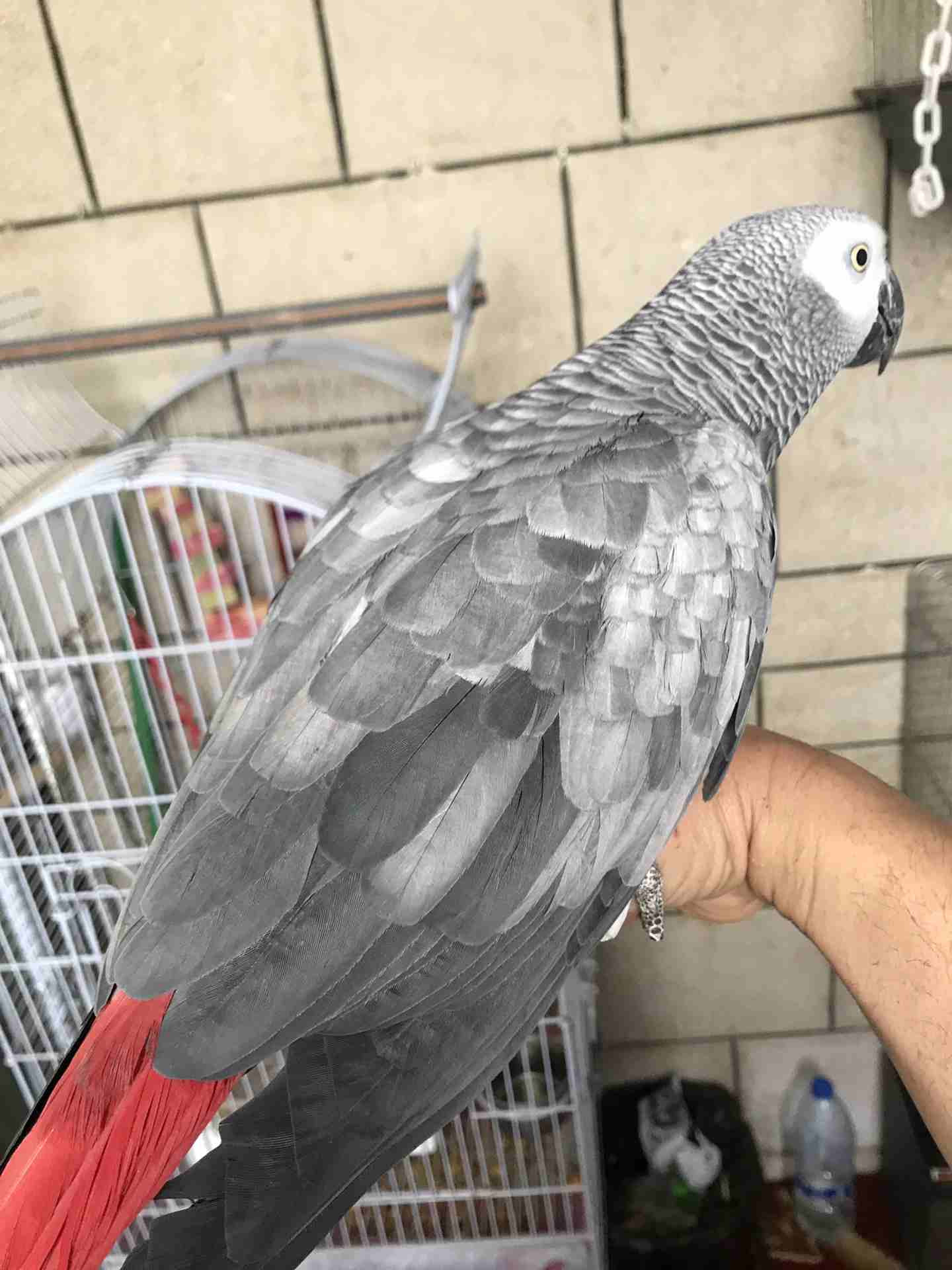 كاسكو عدد 2 للبيع                                            


	 				لا تنسَ أنك شاهدت هذا الإعلان في عنكبوت            
	 				
                            كاسكو لون ثلجي بحكي 30 كلمه 370 دينار
ك...