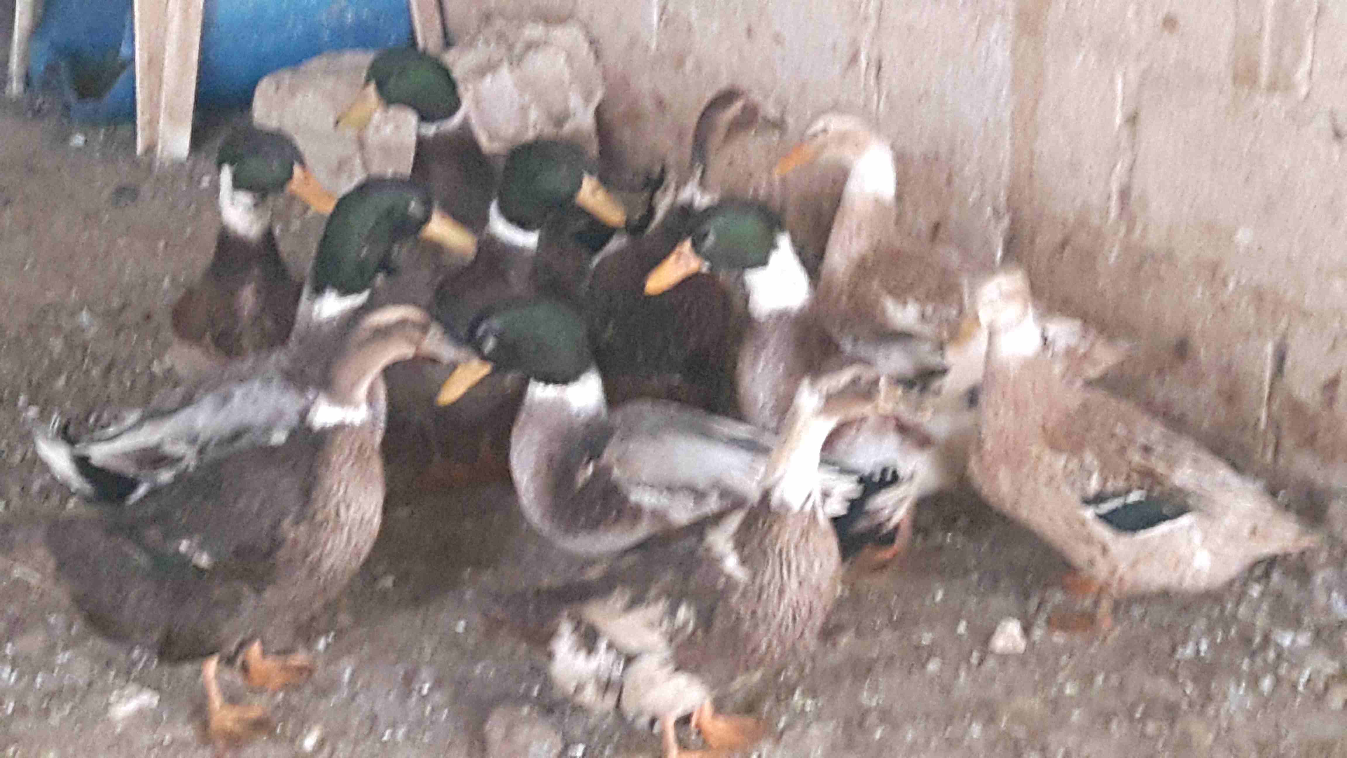بط للبيع                                            


	 				لا تنسَ أنك شاهدت هذا الإعلان في عنكبوت            
	 				
                            بط ابو حشيش للبيع
شغال6...