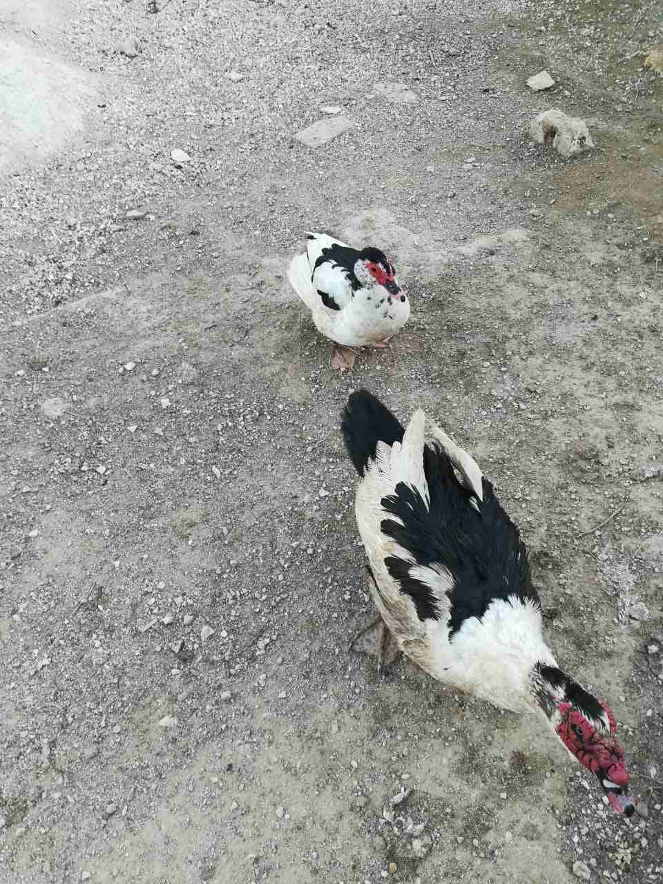 بط جوز للبيع                                            


	 				لا تنسَ أنك شاهدت هذا الإعلان في عنكبوت            
	 				
                            عرض خاص للبيع ذكر وانثى للبيع السعر 25 دينار...