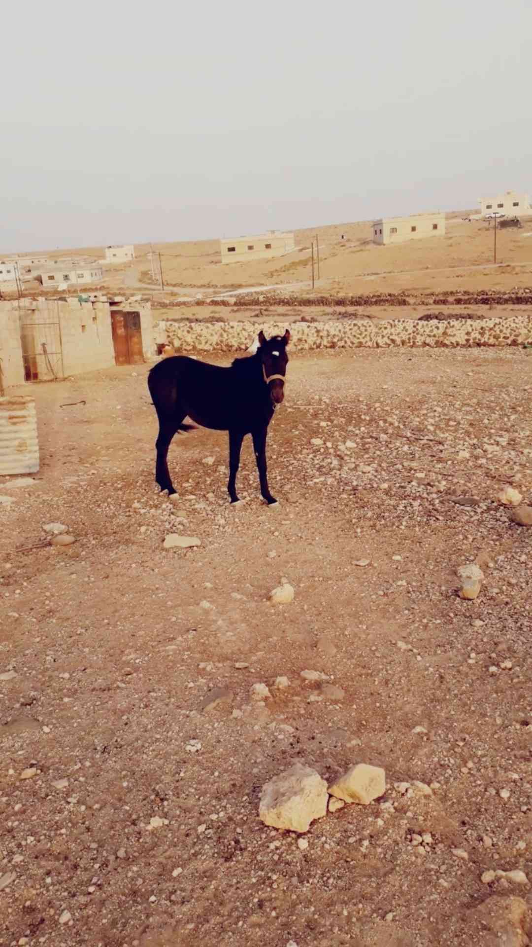 مهر للبيع بّدِاْعيَ الُسِفَرَ
لا تنسَ أنك شاهدت هذا الإعلان في عنكبوت
صلي على الُنَبّيَ مٌُهر...