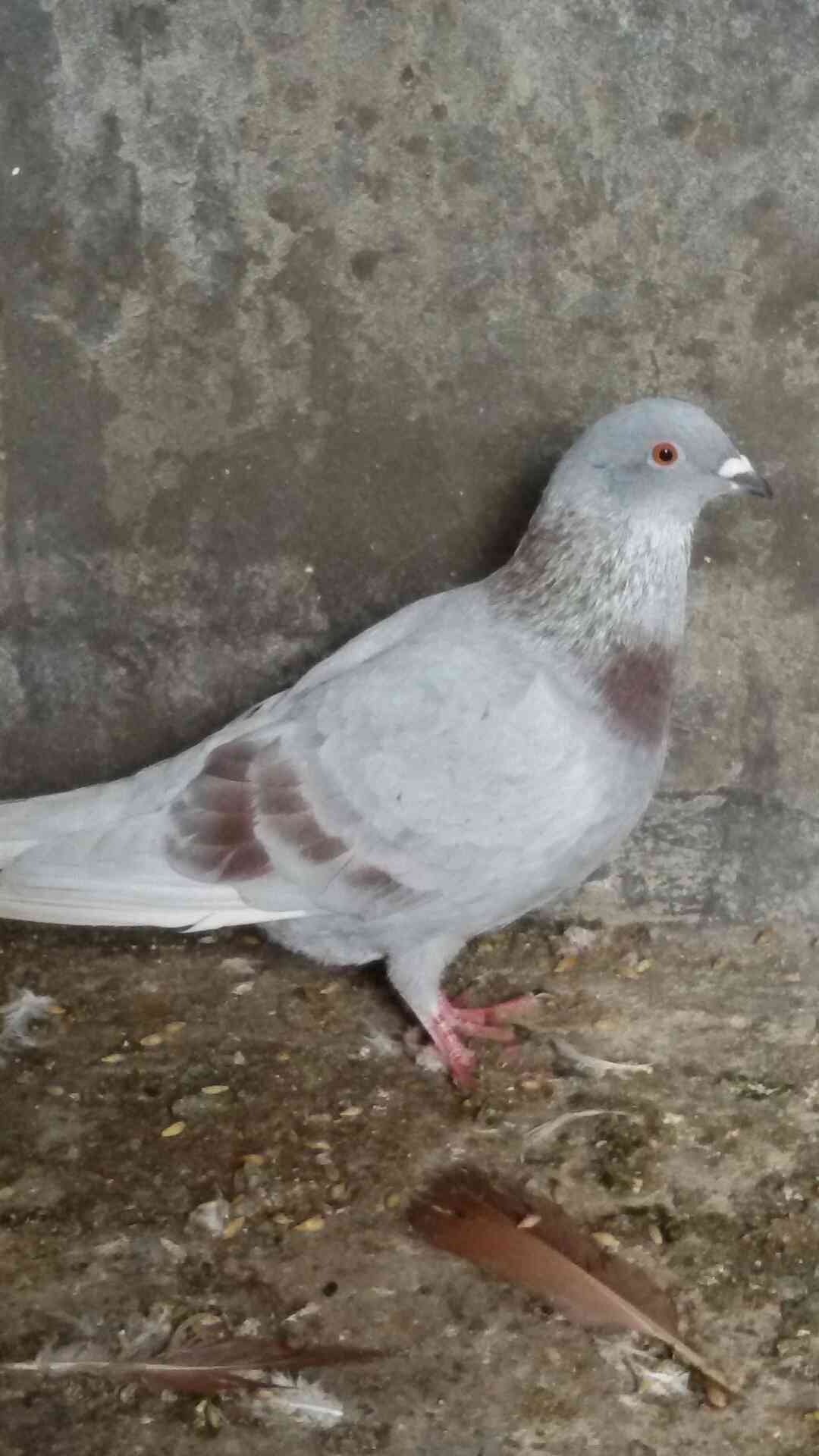 حمام للبيع
لا تنسَ أنك شاهدت هذا الإعلان في عنكبوت
للبيع 47 طير مشكله فيها اجواز وكش البيع كو...