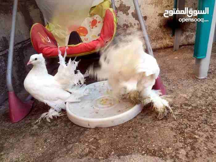 فحل سنتونايت وجوز هزاز بيع أو بدل
لا تنسَ أنك شاهدت هذا الإعلان في عنكبوت
جوز هزاز نخب رفعة وسروا...