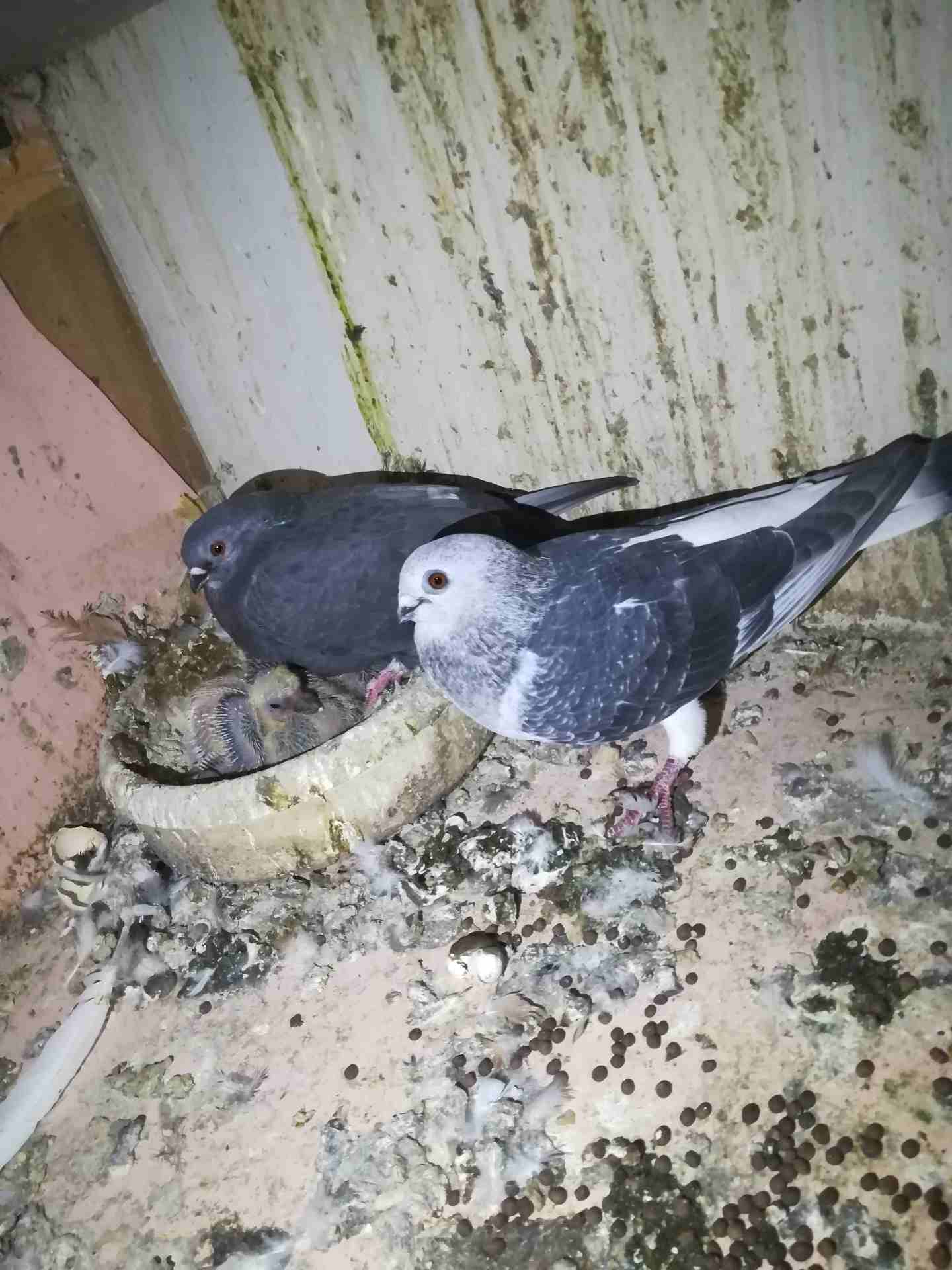 حمام للبيع جواز شغاله نضيفه
لا تنسَ أنك شاهدت هذا الإعلان في عنكبوت
حمام للبيع او للبدل على عصافي...