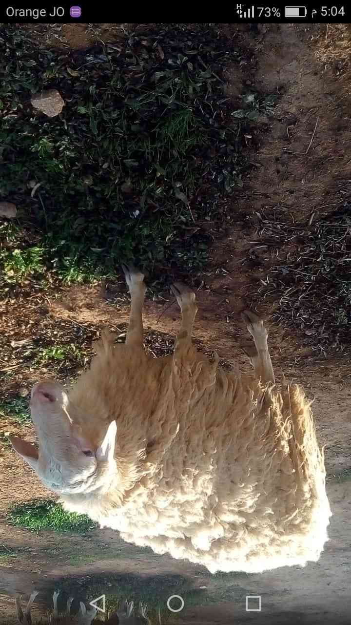 كبش عساف
لا تنسَ أنك شاهدت هذا الإعلان في عنكبوت
كبش عساف صحه ونضافه
الكبش بالصلاه عالنبي
الس...