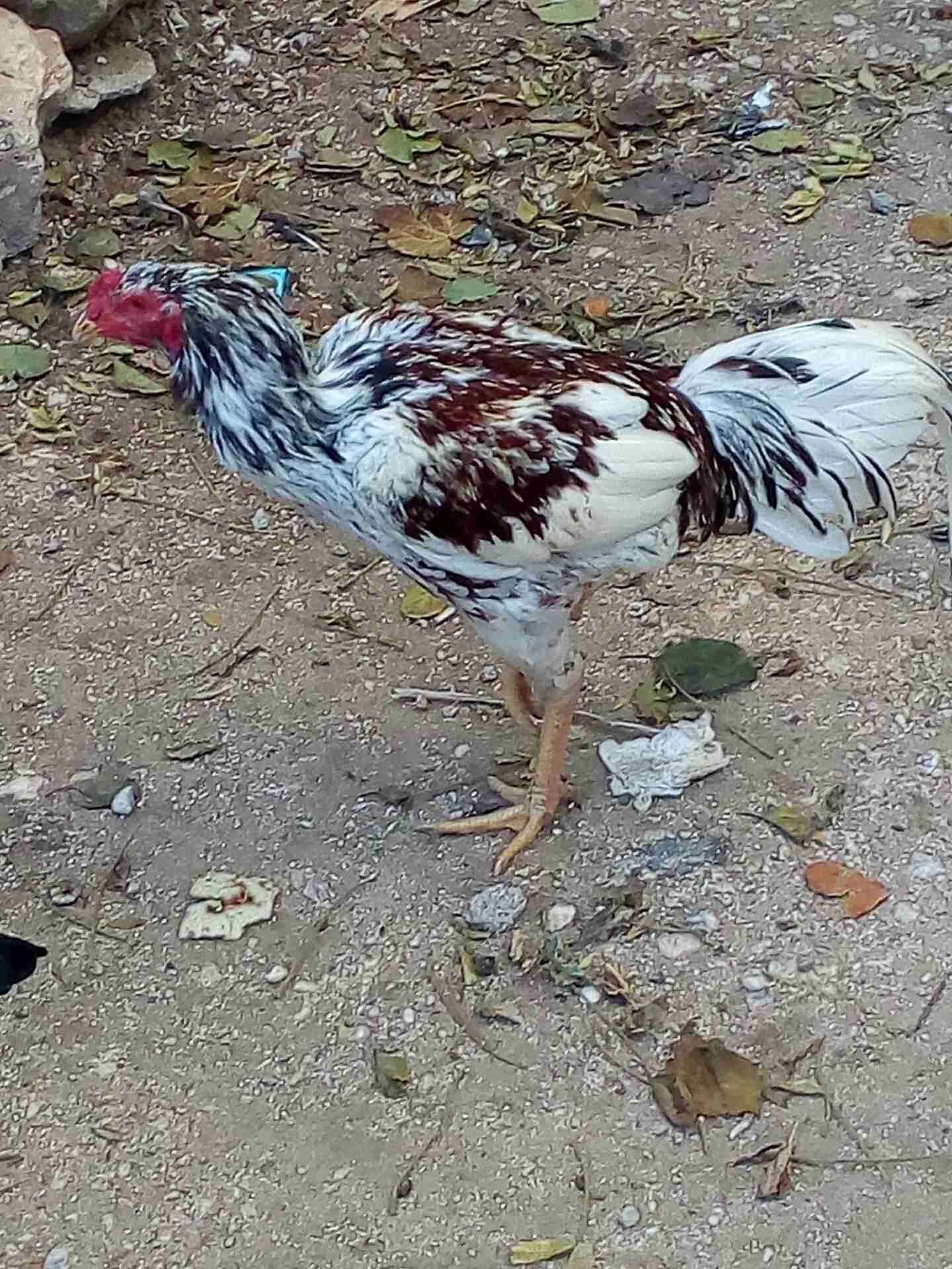 0770724531                                            


	 				لا تنسَ أنك شاهدت هذا الإعلان في عنكبوت            
	 				
                            نوع الاعلان الجديد باكستاني عجلون عين جنا...