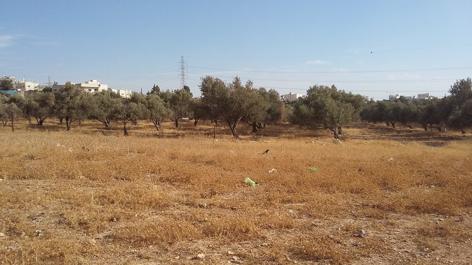 الأردن - عمان
ارض للبيع في الجويدة/ المستندات و ام زعرورة - قرب مسجد ابو بكر الصديق
القرية: الجويدة
حوض: المستندات و ام زعرورة
الموقع: المنطقة الواقعة مقابل نادي الرماية الملكي - قرب مسجد ابو بكر...