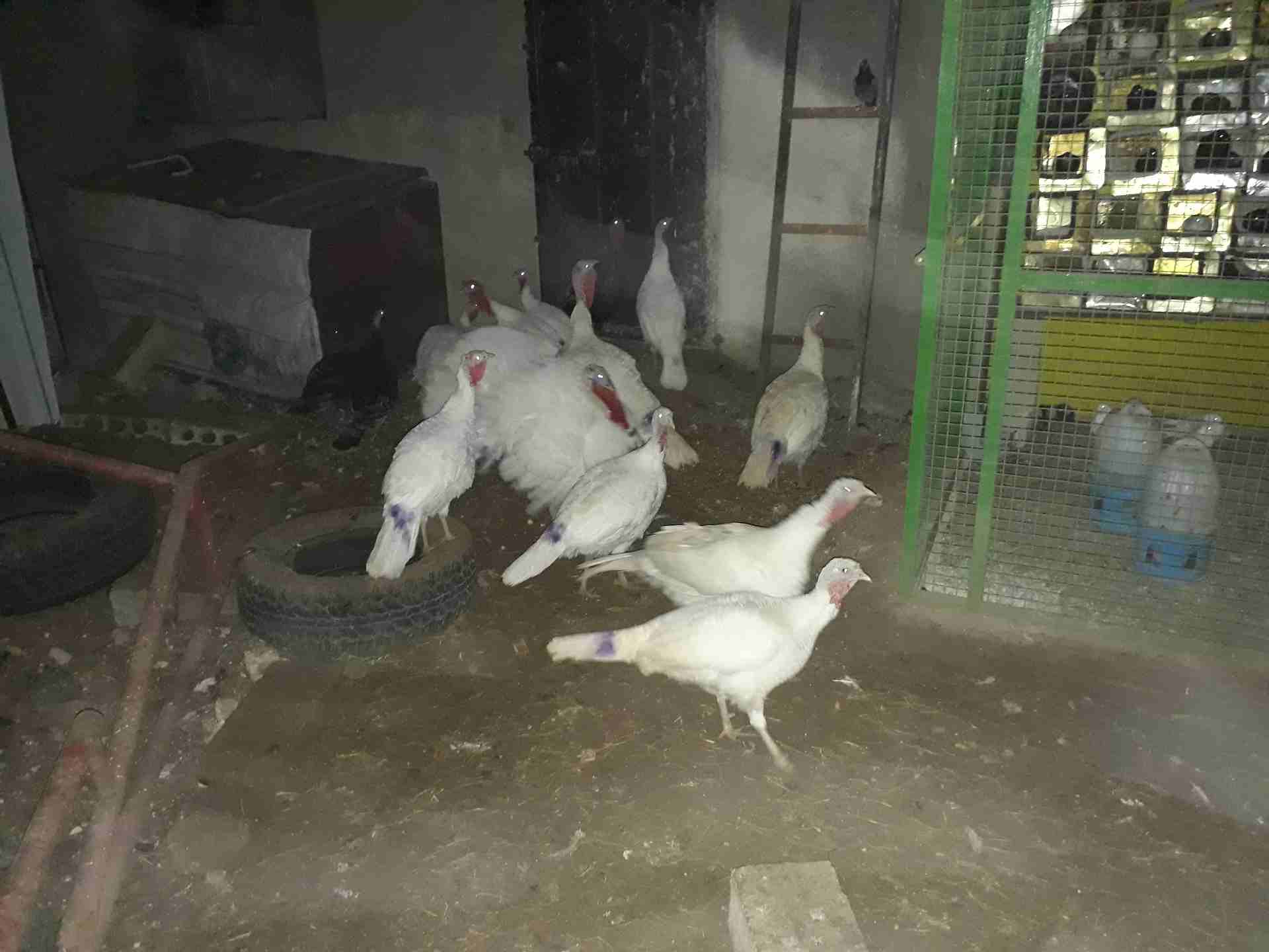 حبش للبيع عمان كوم كامل 4 فحل 10 انثي عمان
لا تنسَ أنك شاهدت هذا الإعلان في عنكبوت
0799854051 عمان 240 من الاخر...