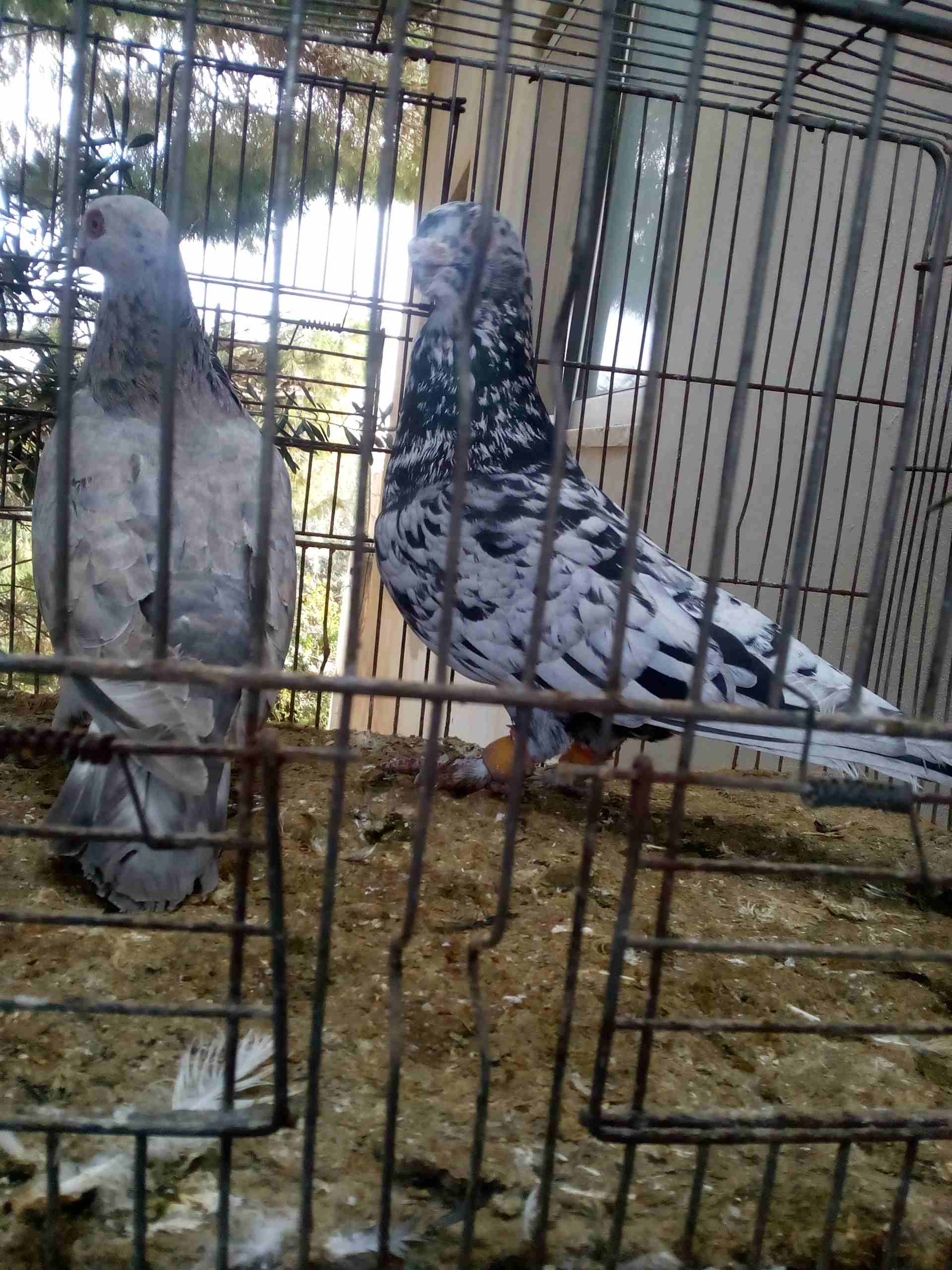 3 جواز ذبابنه                                            


	 				لا تنسَ أنك شاهدت هذا الإعلان في عنكبوت            
	 				
                            الفحول الثلاث نخب الطواير بولنديه زرقا مقلو...